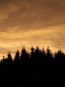 Preview wallpaper spruces, trees, silhouettes, evening