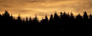 Preview wallpaper spruces, trees, silhouettes, evening