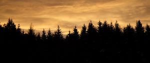 Preview wallpaper spruces, trees, silhouettes, evening