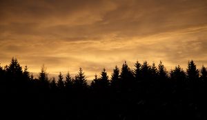 Preview wallpaper spruces, trees, silhouettes, evening