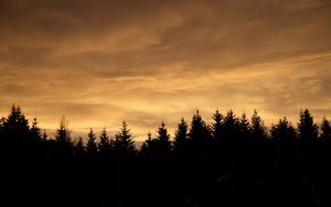 Preview wallpaper spruces, trees, silhouettes, evening