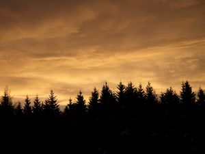 Preview wallpaper spruces, trees, silhouettes, evening