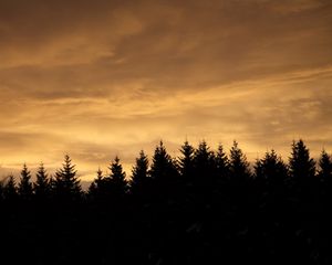 Preview wallpaper spruces, trees, silhouettes, evening