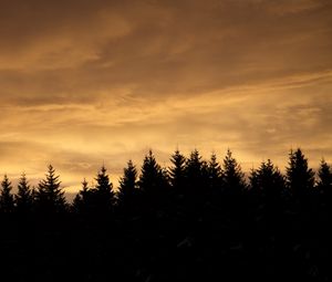 Preview wallpaper spruces, trees, silhouettes, evening