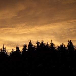 Preview wallpaper spruces, trees, silhouettes, evening