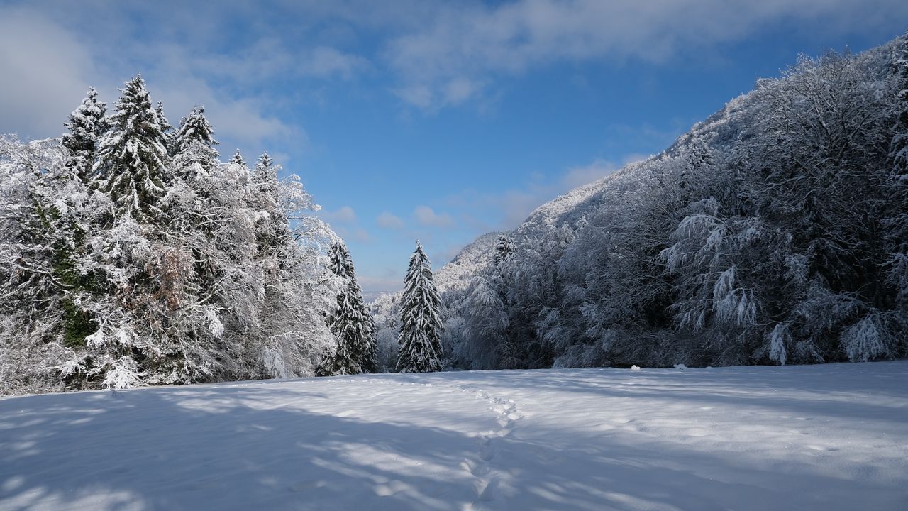 Wallpaper spruces, trees, snow, landscape, winter