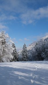 Preview wallpaper spruces, trees, snow, landscape, winter