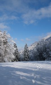 Preview wallpaper spruces, trees, snow, landscape, winter