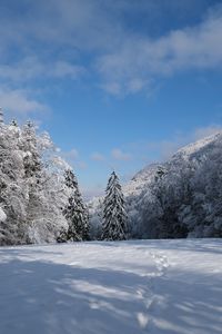 Preview wallpaper spruces, trees, snow, landscape, winter