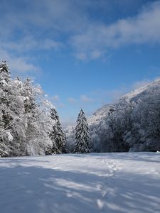 Preview wallpaper spruces, trees, snow, landscape, winter