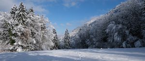 Preview wallpaper spruces, trees, snow, landscape, winter