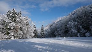 Preview wallpaper spruces, trees, snow, landscape, winter