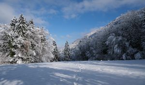 Preview wallpaper spruces, trees, snow, landscape, winter