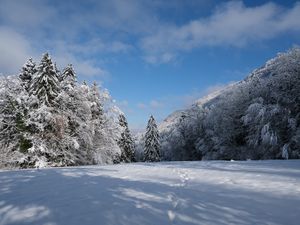 Preview wallpaper spruces, trees, snow, landscape, winter