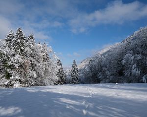 Preview wallpaper spruces, trees, snow, landscape, winter