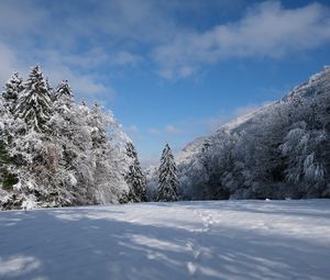 Preview wallpaper spruces, trees, snow, landscape, winter