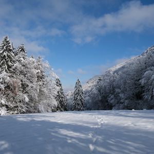 Preview wallpaper spruces, trees, snow, landscape, winter