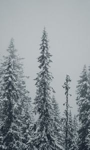 Preview wallpaper spruces, trees, snow, winter, blizzard