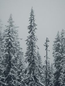 Preview wallpaper spruces, trees, snow, winter, blizzard