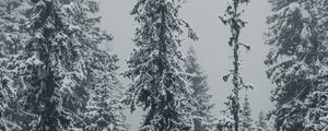 Preview wallpaper spruces, trees, snow, winter, blizzard