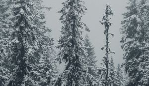 Preview wallpaper spruces, trees, snow, winter, blizzard