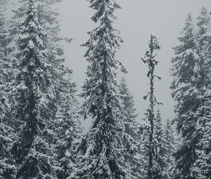 Preview wallpaper spruces, trees, snow, winter, blizzard