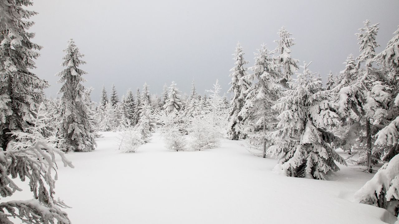 Wallpaper spruces, trees, snow, winter, nature