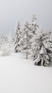 Preview wallpaper spruces, trees, snow, winter, nature
