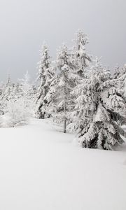 Preview wallpaper spruces, trees, snow, winter, nature