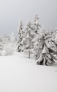 Preview wallpaper spruces, trees, snow, winter, nature