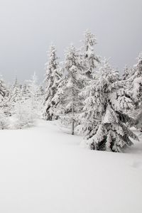 Preview wallpaper spruces, trees, snow, winter, nature