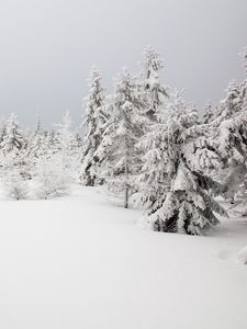 Preview wallpaper spruces, trees, snow, winter, nature