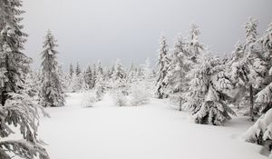 Preview wallpaper spruces, trees, snow, winter, nature