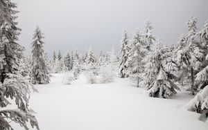 Preview wallpaper spruces, trees, snow, winter, nature