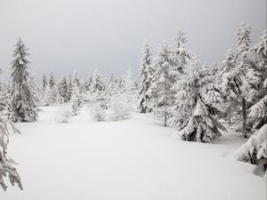 Preview wallpaper spruces, trees, snow, winter, nature