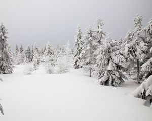 Preview wallpaper spruces, trees, snow, winter, nature