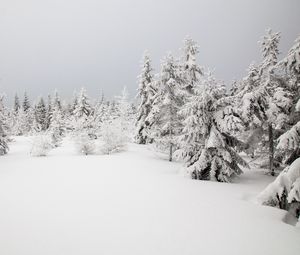 Preview wallpaper spruces, trees, snow, winter, nature