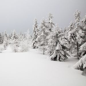 Preview wallpaper spruces, trees, snow, winter, nature