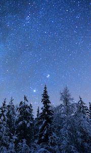 Preview wallpaper spruces, trees, snow, winter, stars, night, nature