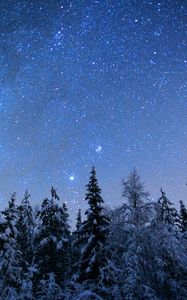 Preview wallpaper spruces, trees, snow, winter, stars, night, nature