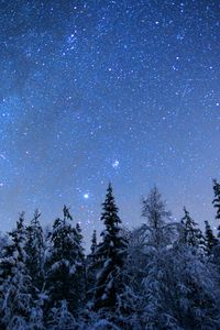 Preview wallpaper spruces, trees, snow, winter, stars, night, nature