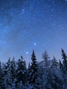 Preview wallpaper spruces, trees, snow, winter, stars, night, nature