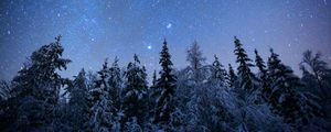 Preview wallpaper spruces, trees, snow, winter, stars, night, nature