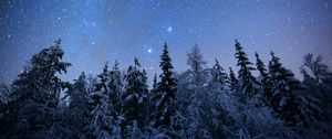 Preview wallpaper spruces, trees, snow, winter, stars, night, nature