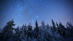 Preview wallpaper spruces, trees, snow, winter, stars, night, nature