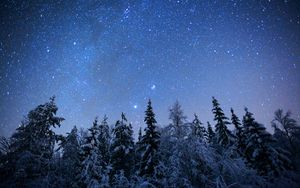 Preview wallpaper spruces, trees, snow, winter, stars, night, nature