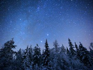 Preview wallpaper spruces, trees, snow, winter, stars, night, nature