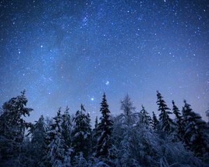 Preview wallpaper spruces, trees, snow, winter, stars, night, nature