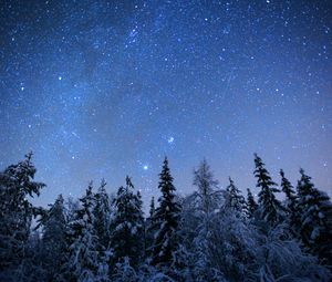 Preview wallpaper spruces, trees, snow, winter, stars, night, nature