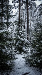 Preview wallpaper spruces, trees, snow, forest, winter
